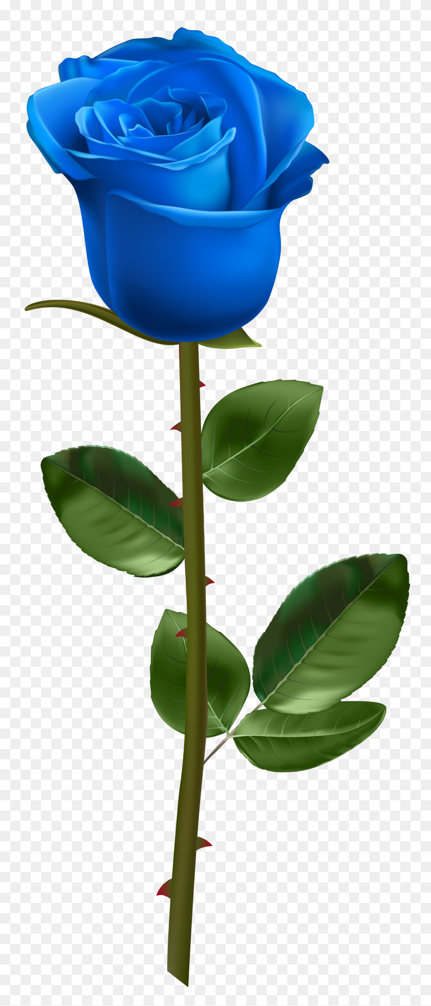 3282x8000 Blue Rose With Stem Transparent - Blue Rose PNG
