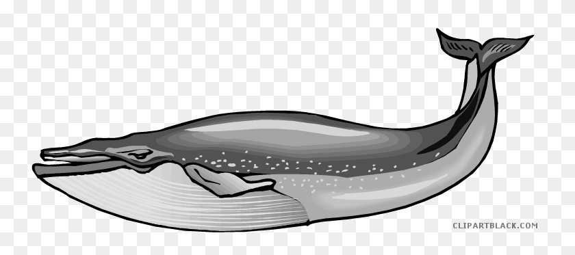 750x313 Blue Whale Clipart Black And White - Whale Clipart Black And White