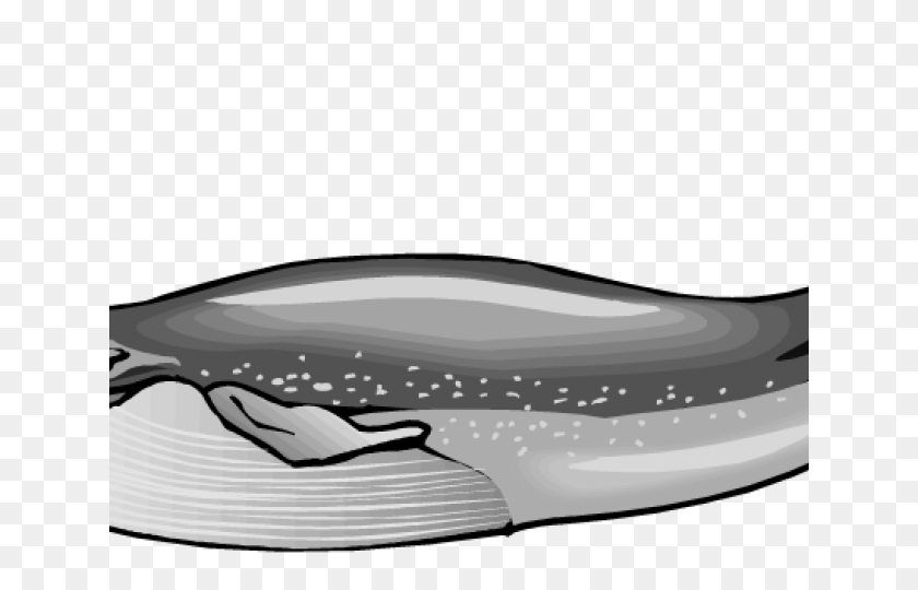 640x480 Blue Whale Clipart Black And White - Whale Clipart Black And White
