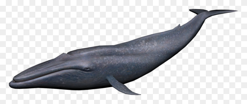 1024x387 Blue Whale Png Image Vector, Clipart - Whale PNG