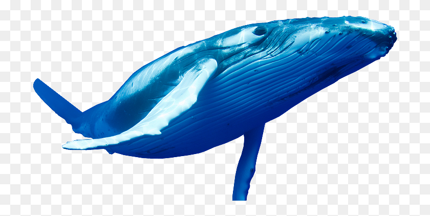 712x362 Blue Whale Png Pic - Whale PNG