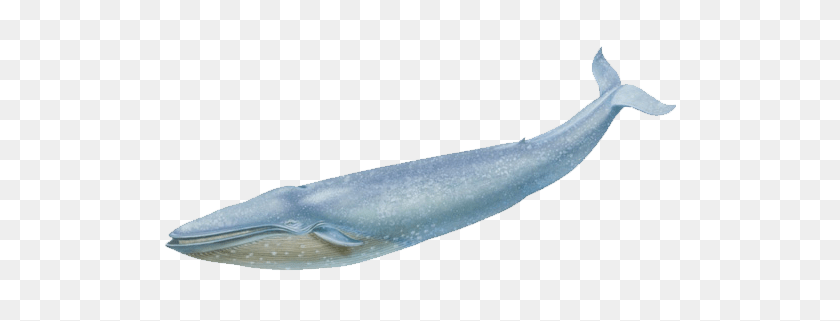 512x261 Blue Whale Transparent Background - Blue Whale PNG