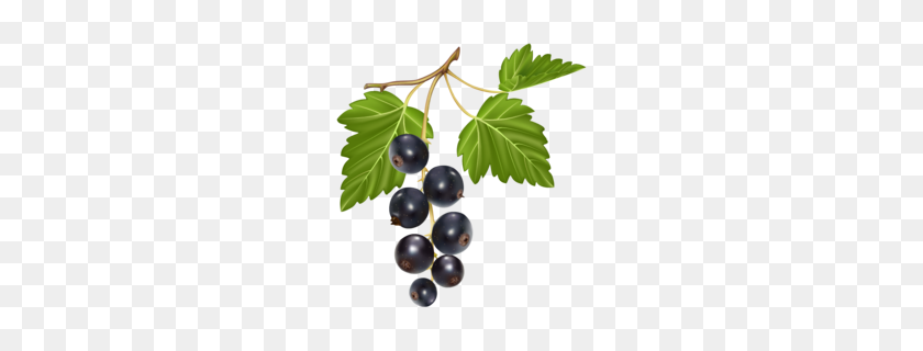 230x260 Blueberries Png Clipart - Blueberries PNG