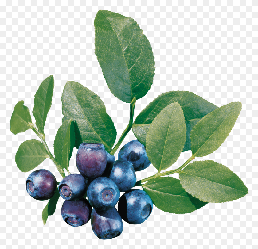 3985x3844 Blueberries Png Image - Bush Plant PNG
