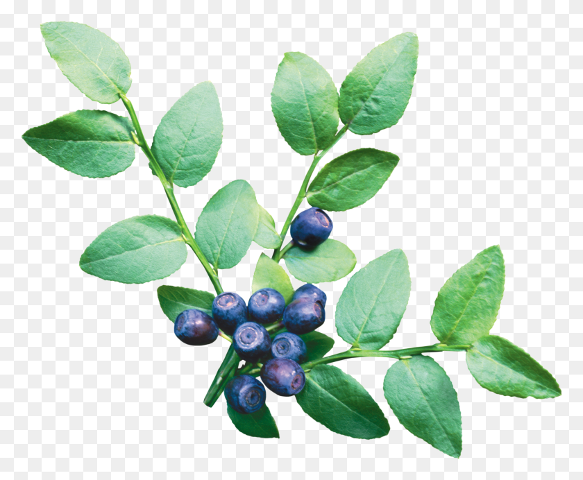 4402x3571 Blueberries Png Image - Flower Bush PNG