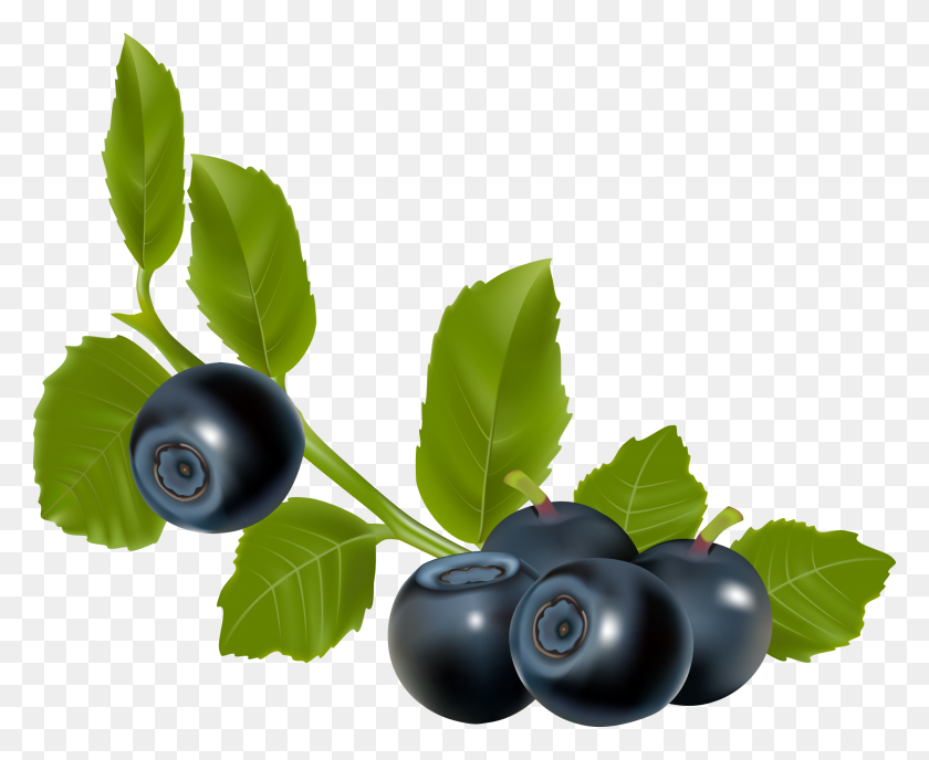 2000x1612 Blueberries Vector Image And Png Format With Higher - Blueberries PNG