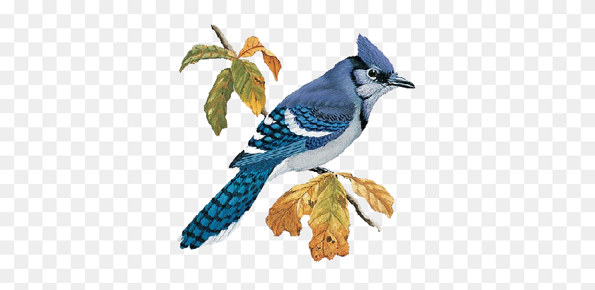 350x350 Bluejay - Blue Jay PNG