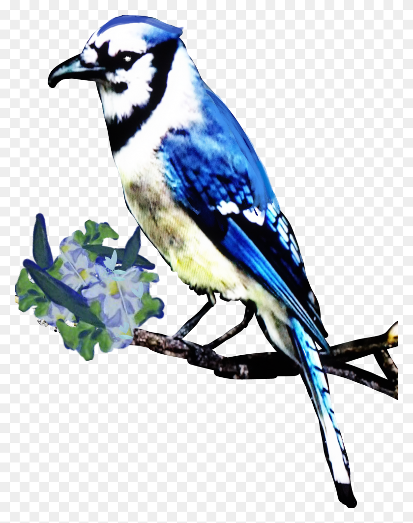 1328x1709 Bluejay Jay Bird Animals Nature Elvirajones Clownsinner - Blue Jay PNG