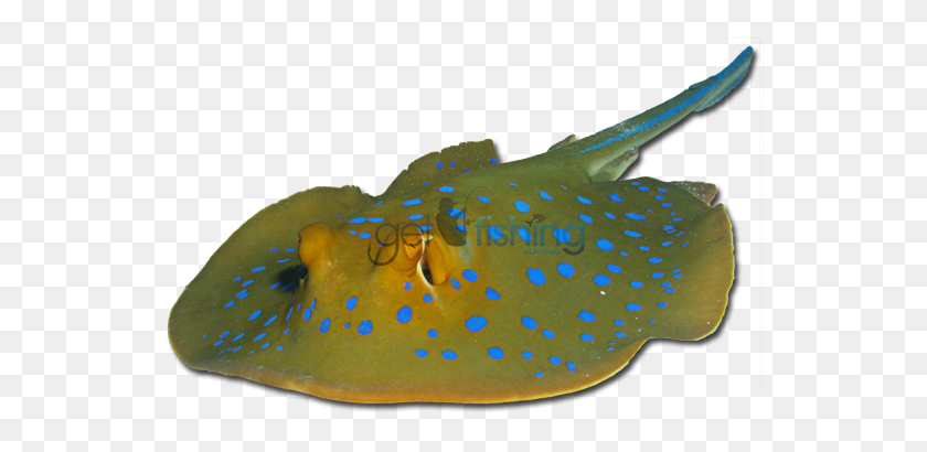 648x350 Bluespotted Cola De Milano Ray Get Fishing - Stingray Png