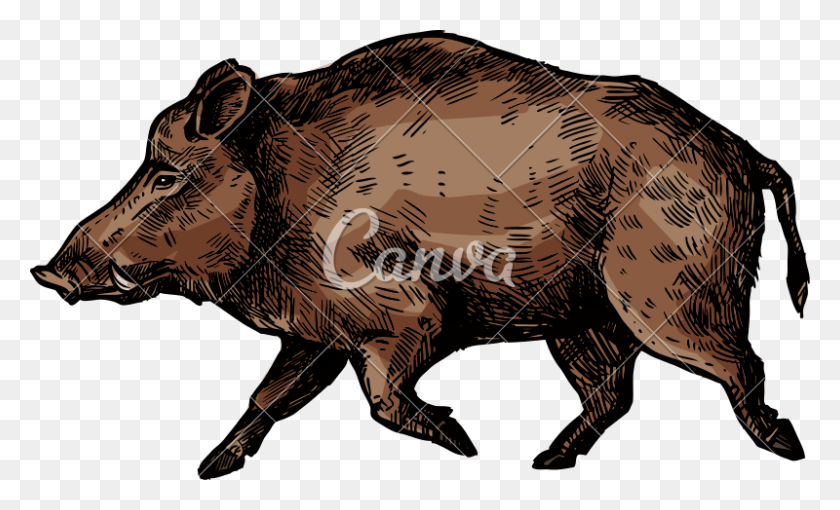 800x462 Boar Pig Or Hog Wild Animal - Wild Boar Clipart