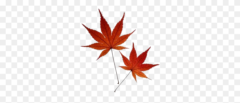 278x303 Body Modification Japanese - Japanese Maple PNG