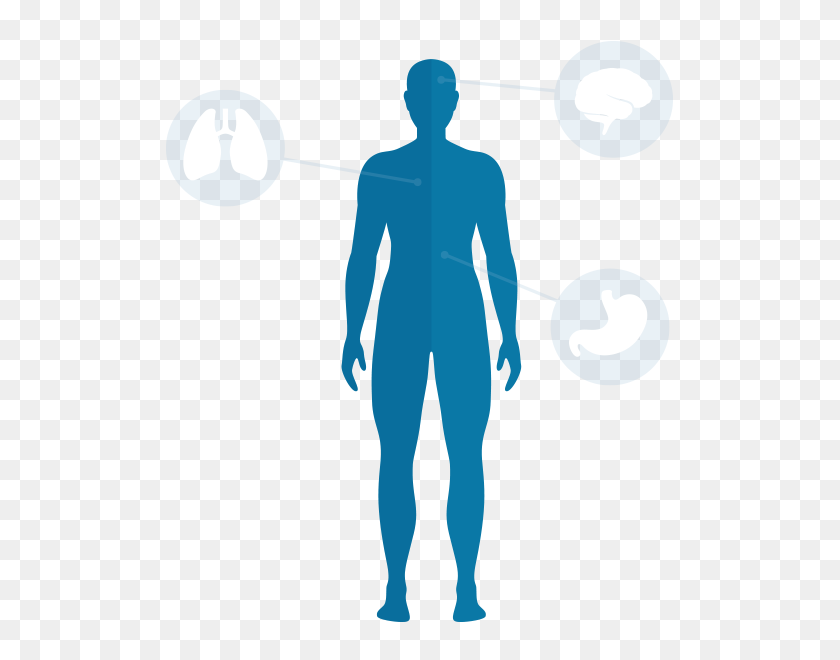 524x600 Body Png Transparent Images - Human Body PNG