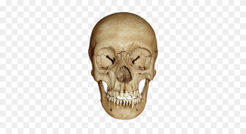 400x400 Bones Of The Body Transparent Png Images - Bone PNG