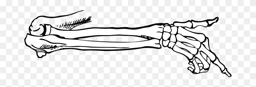 681x225 Bones, Skeleton, Point, Body, Vector - Skeleton Arm Clipart