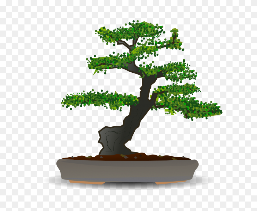 1000x810 Bonsai - Bonsai Tree PNG