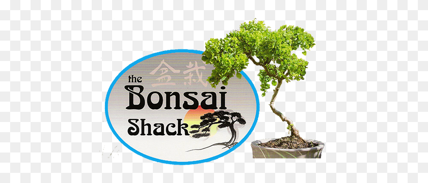 449x300 Bonsai Trees For Sale In New York Rockland, New York Bonsai - Bonsai Tree PNG