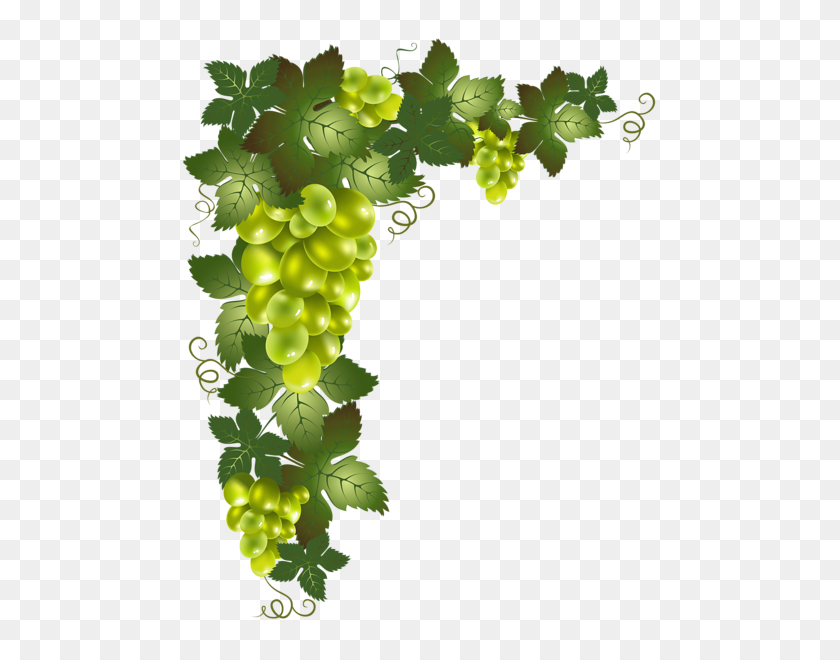 494x600 Граница Разделителя N Corner Vines - Зеленый Виноград Клипарт