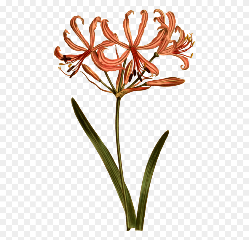 475x750 Ботаника Choix Des Plus Belles Fleurs Petal Flower Divaricate Free - Рододендрон Клипарт