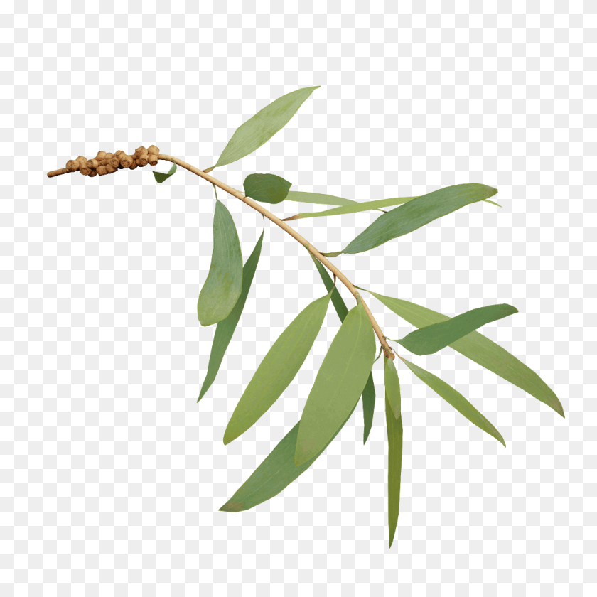 1024x1024 Bottlebrush - Eucalyptus PNG