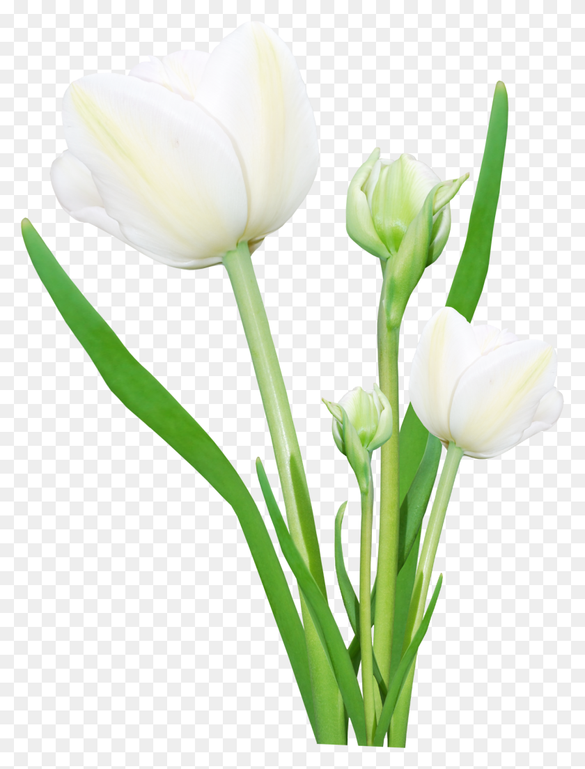 1269x1700 Bouquet Of Flowers Png Images Free Download - Spring Flowers PNG