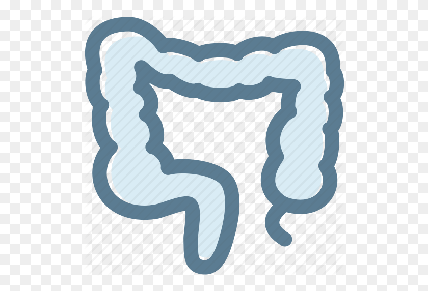 512x512 Bowel, Colon, Digestion, Human, Internal Organ, Large Intestine Icon - Large Intestine Clipart