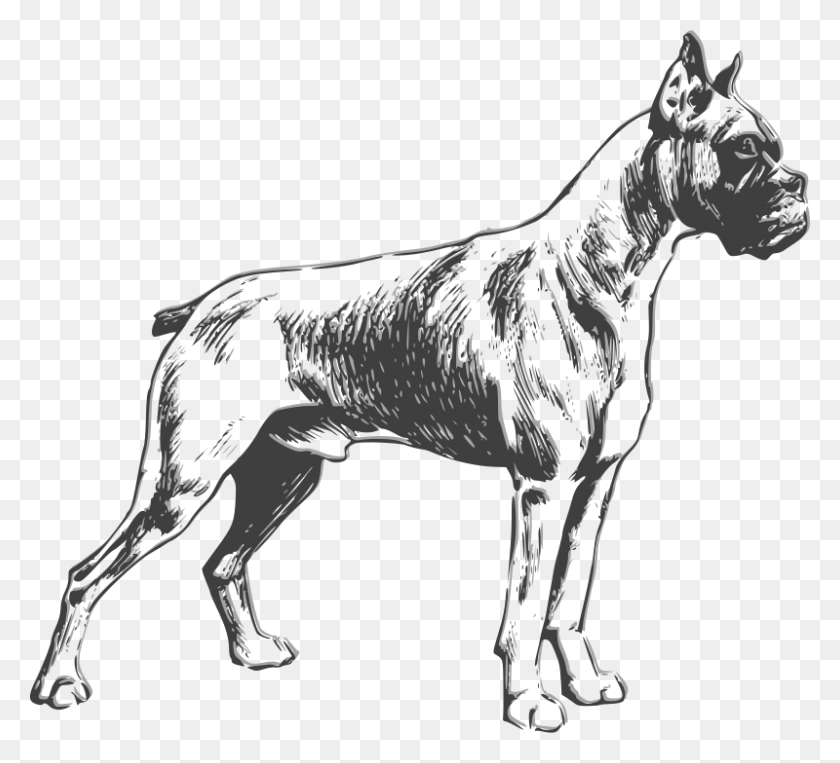 800x722 Boxer Dog Clip Art - Black And White Clipart Dog