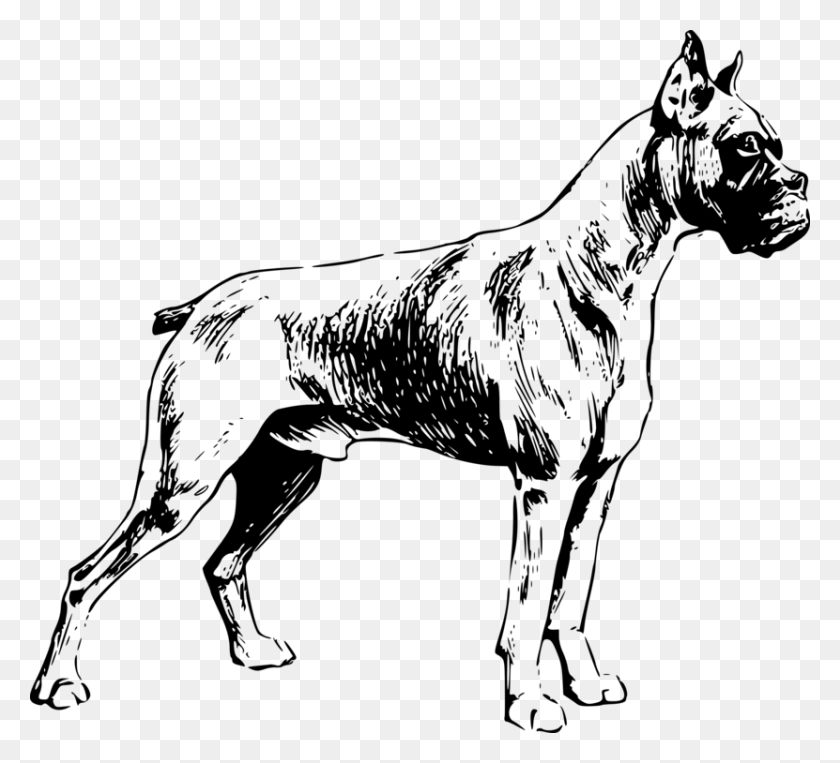 831x750 Boxer Valley Bulldog Dog Breed Pet Drawing - Saint Bernard Clipart