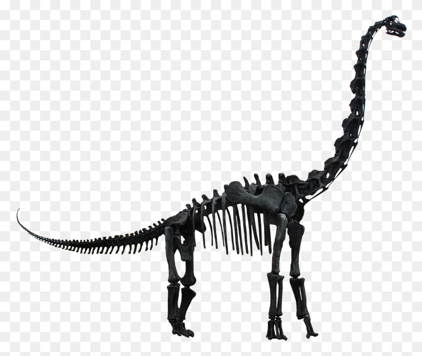 1299x1080 Брахиозавр Altithorax - Брахиозавр Png