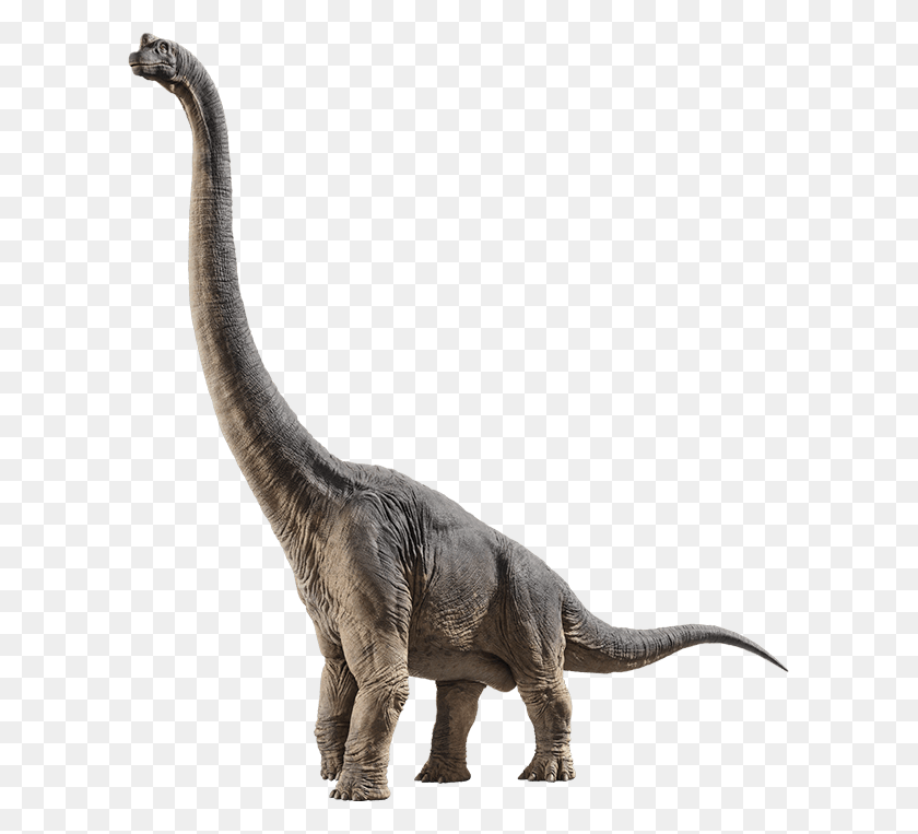 605x703 Brachiosaurus Jurassic Park Wiki Fandom Powered - Jurassic Park PNG