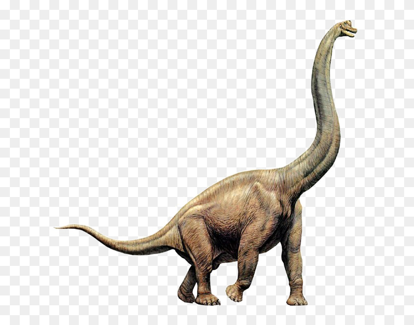640x600 Brachiosaurus Png Image - Brachiosaurus PNG