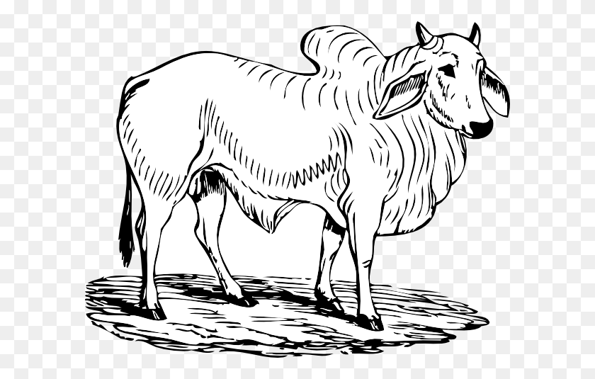 600x475 Brahma Bull Png, Clip Art For Web - Bull Horn Clipart
