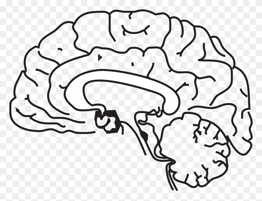 1920x1442 Эскиз Анатомии Мозга Бесплатное Изображение - Анатомия Клипарт
