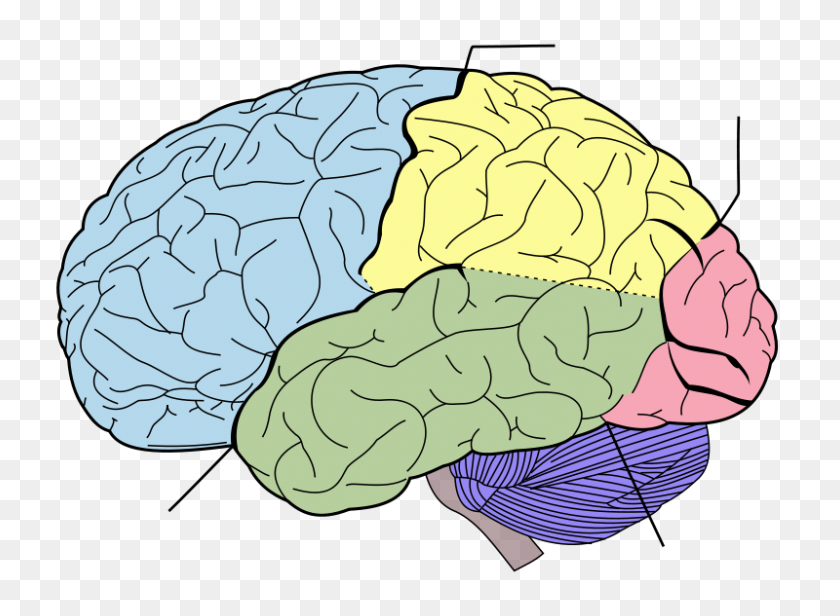 800x571 Brain Anatomy That Controls Our Body - Anatomy Clip Art