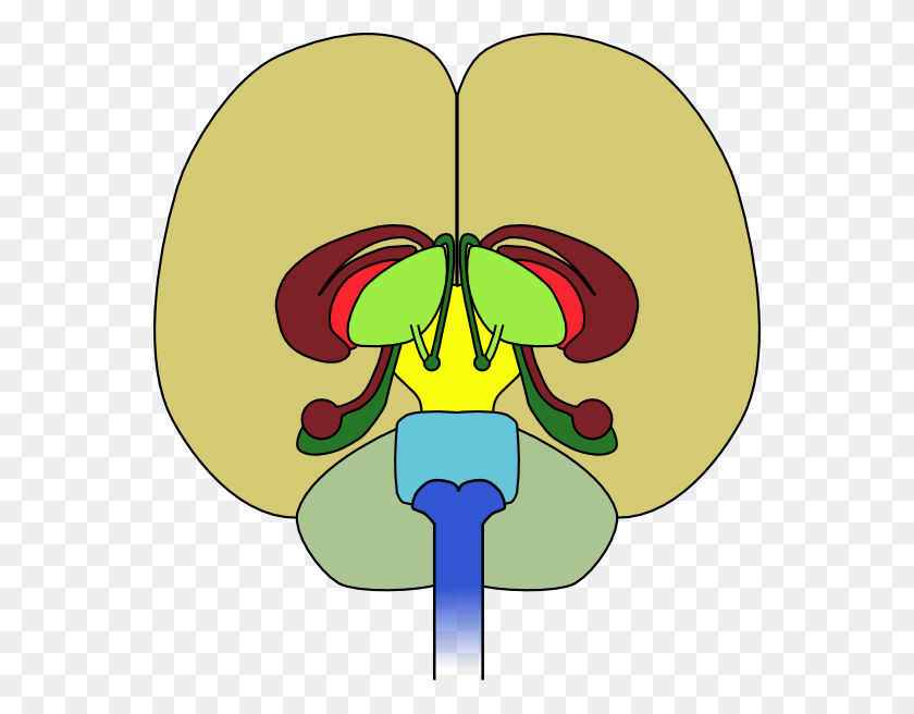558x596 Clipart De Cerebro - Clipart De Anatomía