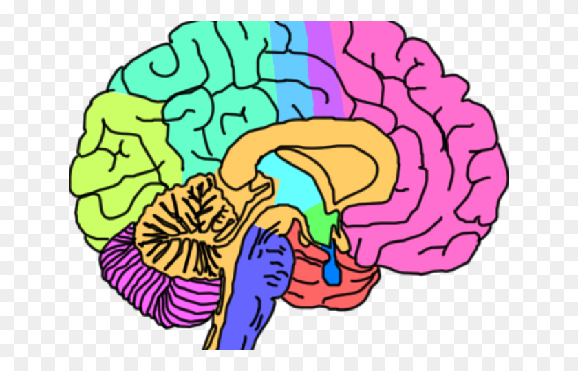 640x480 Мозг Клипарт - Обучение Мозгу Клипарт