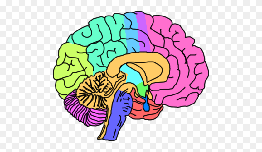 500x429 Brain Clipart Mental Wellness - Human Brain Clipart