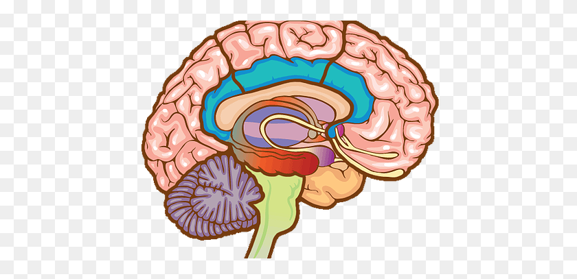 448x347 Imágenes Prediseñadas De Cerebro, Sugerencias Para Imágenes Prediseñadas De Cerebro, Descargar Imágenes Prediseñadas De Cerebro - Imágenes Prediseñadas Del Sistema Nervioso