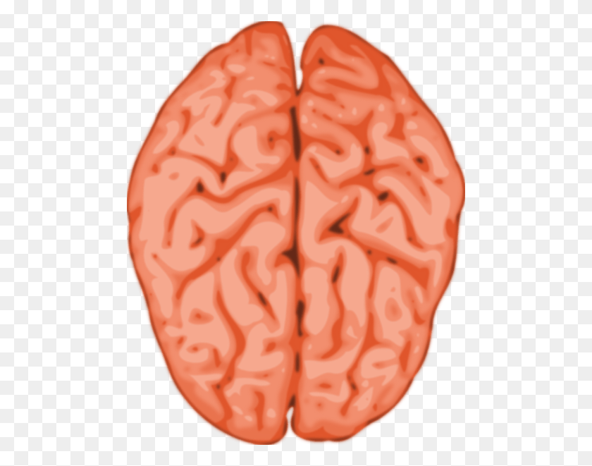 480x601 Brain Cliparts Transparent - Human Brain PNG
