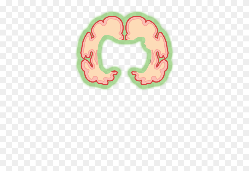 356x518 Brain Quiz Project Neuron University Of Illinois - Neurona Png