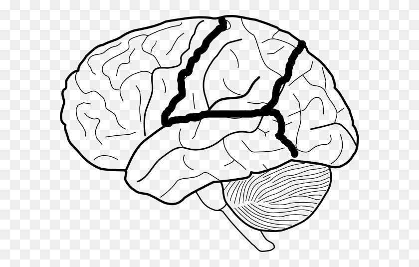600x475 Cerebro Skech Con Lóbulos Contorneado Imágenes Prediseñadas - Imágenes Prediseñadas De Coliflor