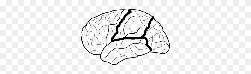 298x189 Brain Skech With Lobes Outlined Clip Art - Free Brain Clipart