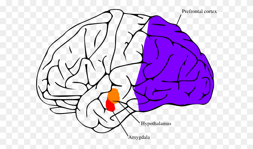 600x434 Brain Structures Anger Clip Art - Brain Clipart Images