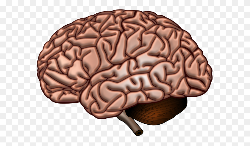 591x432 Поверхность Мозга - Человеческий Мозг Png