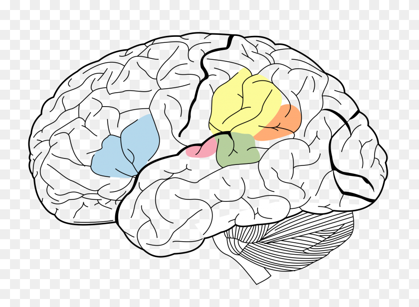 2000x1428 Поверхность Мозга Гири - Мозг Png