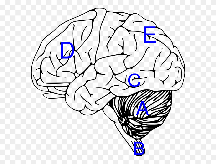 600x576 Brain With Labels Clip Art - Spinal Cord Clipart