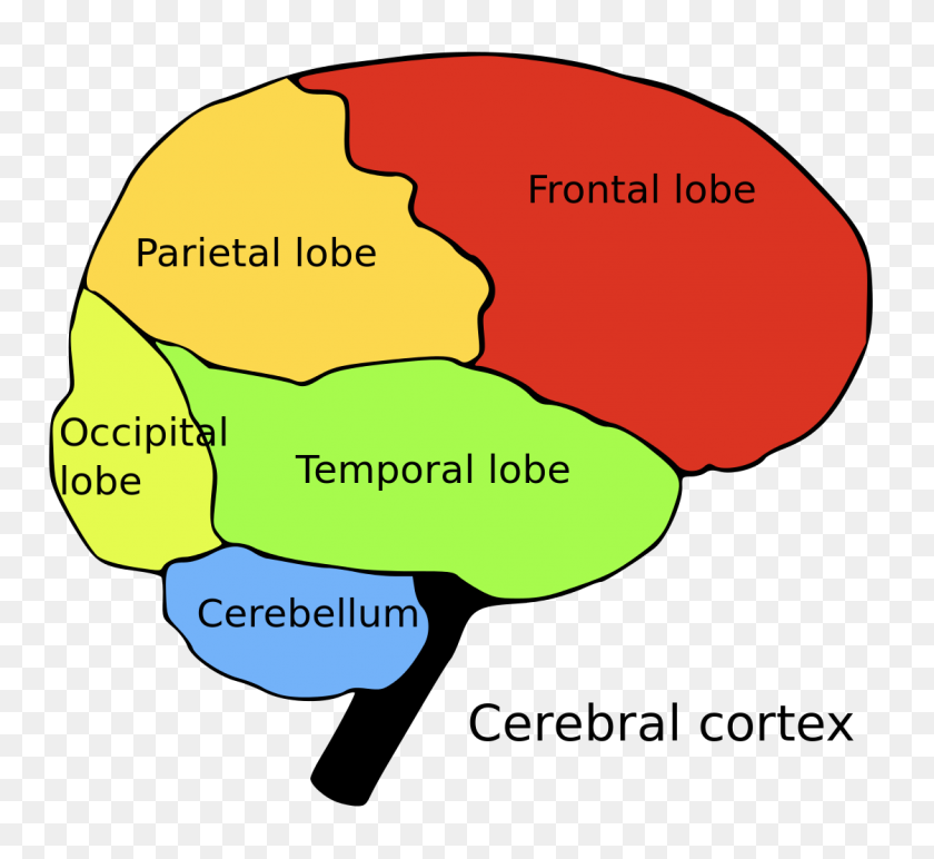 1121x1024 Lóbulos Cerebrales - Imágenes Prediseñadas Del Cerebro Del Conocimiento