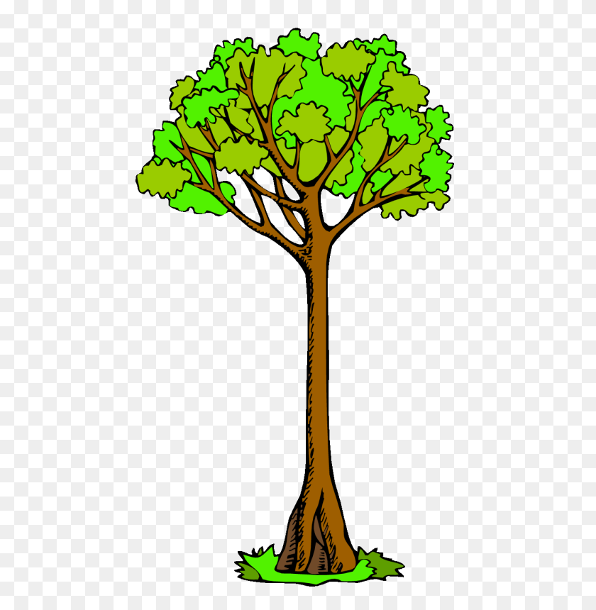 462x800 Branch Clip Art Tree Drawing Kauri - Family Tree Clipart Free