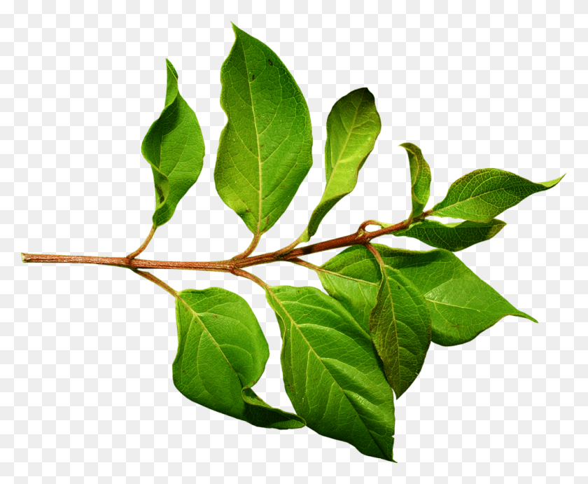 1024x829 Branch Green Leaf Transparent Png - PNG Leaves