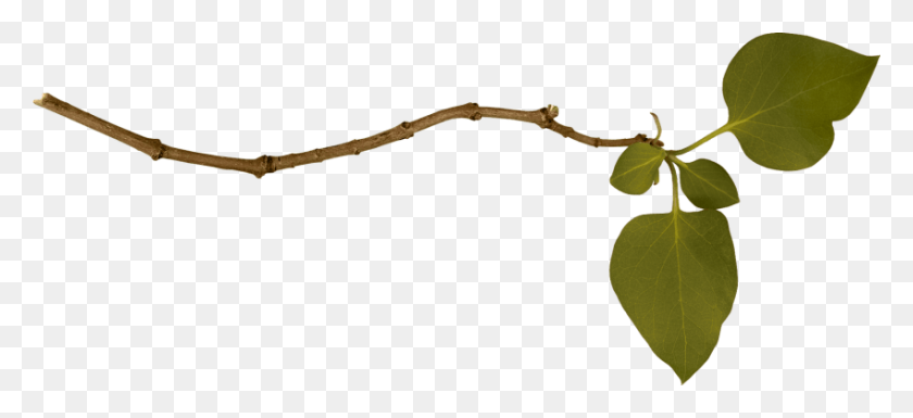 850x355 Branch Png - Branch PNG