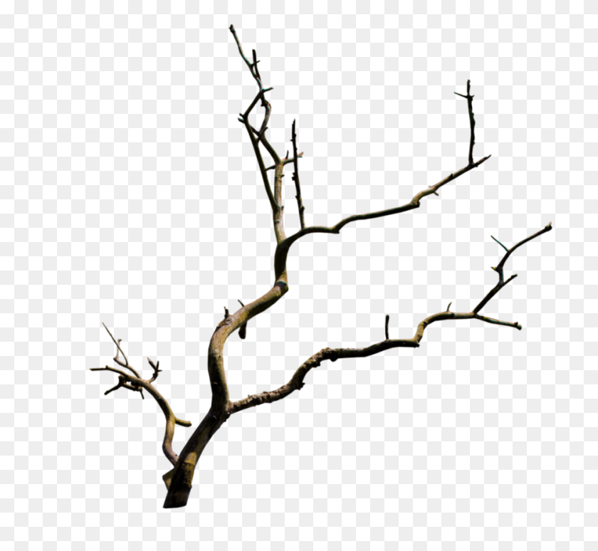 934x856 Branch Png Transparent Branch Images - Tree Branch PNG